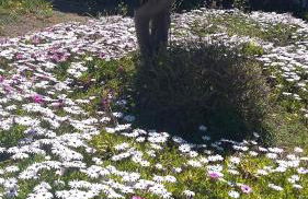 Sunset Beach House - Foto 30