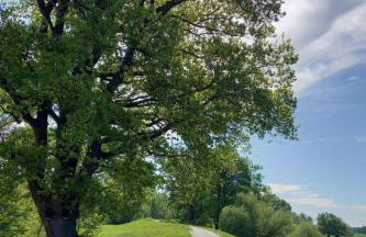 Holiday Home Haus Elbrose inmitten von Rosen mit Elbdeichzugang by Interhome - Foto 24