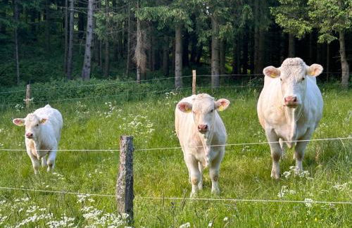 Romantikhütte Winterberg-Willingen - Foto 31