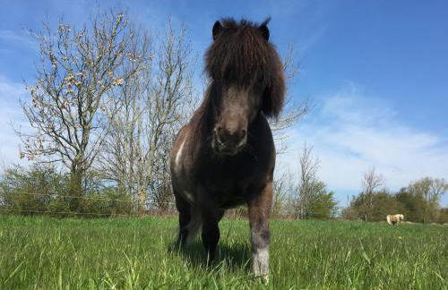 Ferienhof Utech - Foto 71