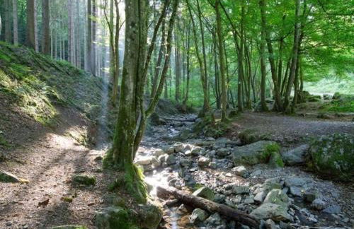 Comet Glamping Tent, Ardennes - Foto 17