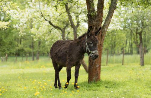 Ferienwohnung Vogelschar Urlaub auf dem Lebenshof - Foto 16