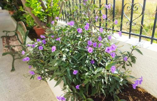 ARTEMIS and FILLO - Photo 6