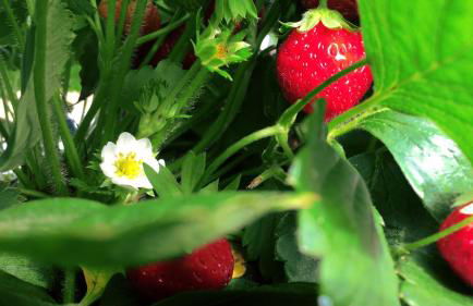 Agriturismo L'isola - Foto 55