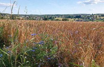 s' Kännele Ferienwohnungen - Foto 60