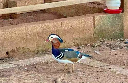 Sítio do Heryton - Photo 17