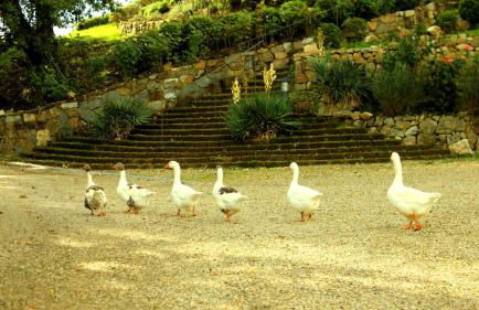 Villa Rignana - The Tuscan Collection - Foto 42