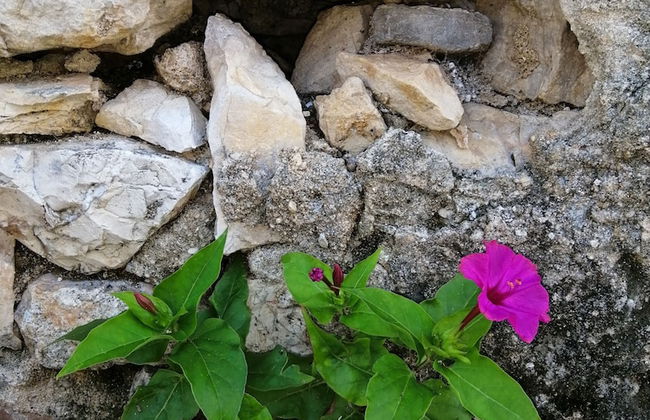 Detached House Miketa - Foto 39