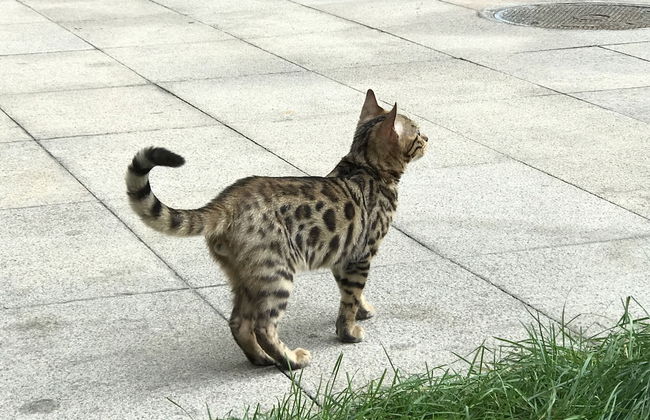 BEIJING SEASONS PARK APARTMENT - Foto 42