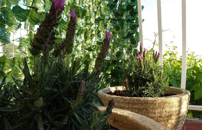 Harmony Apartment Plat - Foto 24