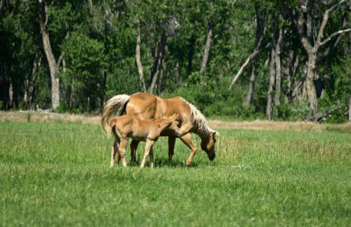 Stunning Silesia Home Furnished Deck and River View - Foto 25
