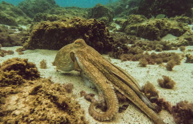 Plongée à Cala Portals Nou - Photo 9