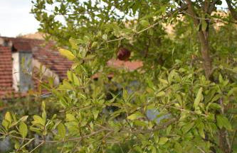 Lila's Guest House - Foto 33