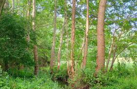 Biały Domek Nielbark - Agroturystyka - Foto 52