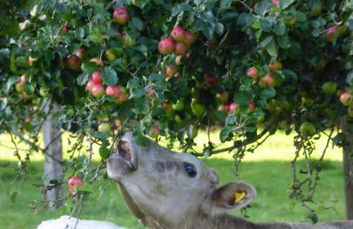 The Calf Cotts - Foto 30