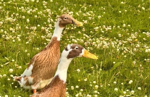 Pets- Garden- Bbq- Parking- Fireplace- Sleeps 6 - Foto 16