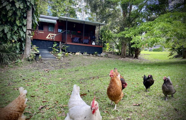 Mt Nebo Railway Carriage and Chalet - Foto 8