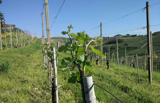 Agriturismo La Biòca - Foto 34