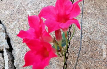 CAMPO DE SOBARBO - Guest House rural - Photo 55