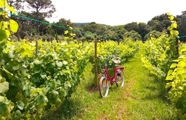 Casas do Morgadio - azorean wine & lodge - Foto 13