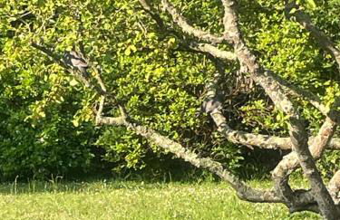 Ker Goden - Meublé de Tourisme - Foto 16