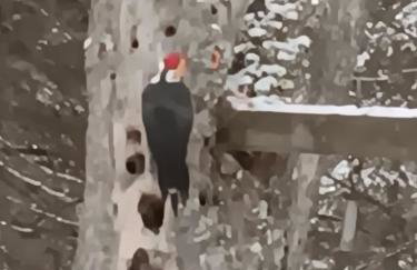 Rustic Willow Retreat - Outdoor Adventures cabin - Foto 32