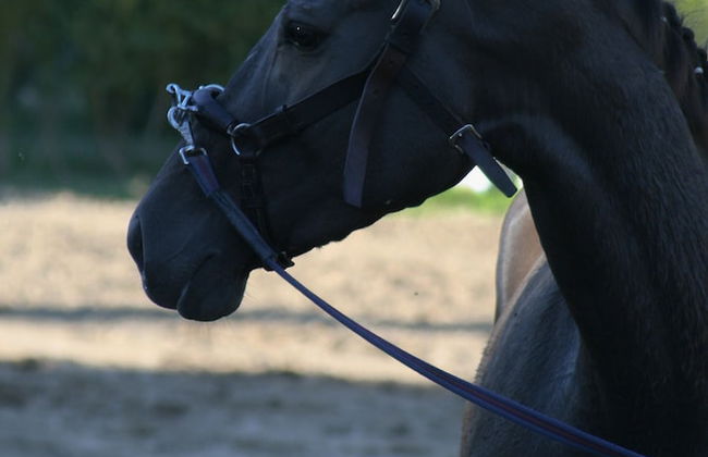 Arrábida Heritage - Photo 29