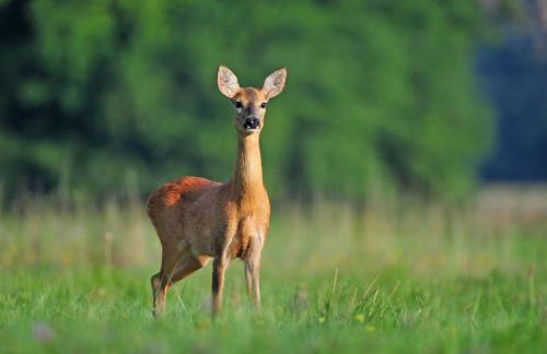 Ferienwohnung Am Weltnaturerbe Grumsin - Foto 16