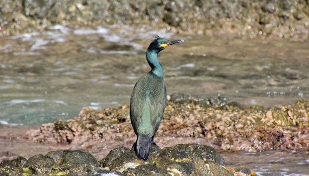 Paseo en barco por la Isla Grosa y El Farallón - Foto 4, Cormorán moñudo