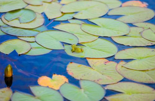 wecamp Reserva Alecrim - Foto 110