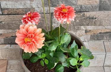 Cosmitsa House - Foto 15