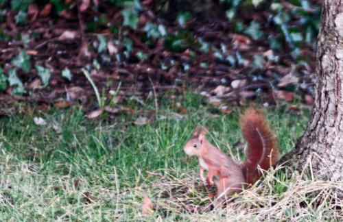 Chez Lucie en Touraine - Foto 32