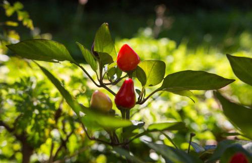 Apartment Bruno - Foto 32