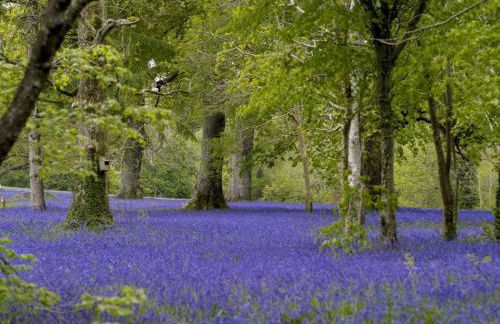 Luxury retreat with hot tub & wood burner - Mylor - Foto 36