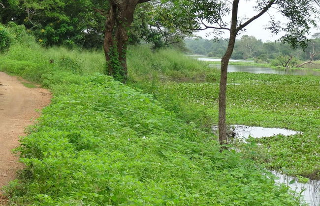 Wilpattu Tree House Hotel - Foto 46