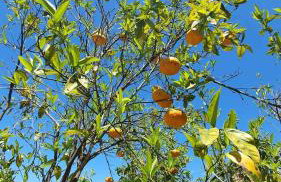 Villa Anasa Residence - Foto 75