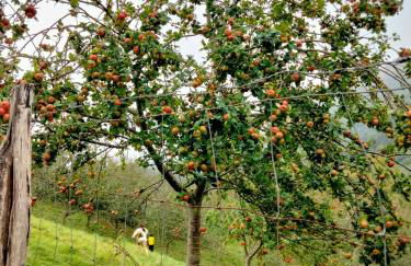 Agroturismo Erlete Goikoa -ESTAMOS EN EL CAMINO DE SANTIAGO -WE ARE ON THE CAMINO DE SANTIAGO- SENDERISMO-RUTAS Y BICICLETA - Photo 21