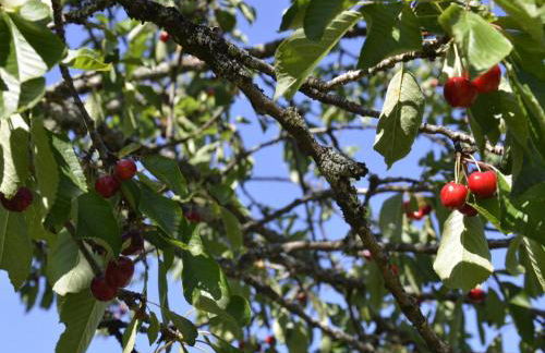 Demeure de caractère avec charme ancien et modernité contemporaine - FR-1-491-347 - Foto 24