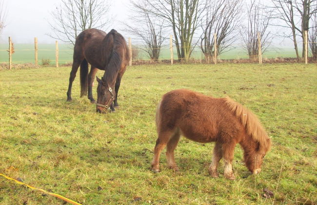 Wohnung in Blowatz an der Ostseekuste - Foto 13