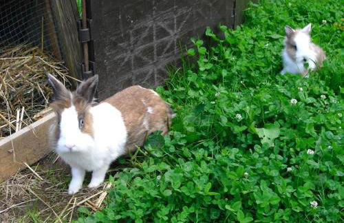 Farmhouse Escape in Hofstetten - Foto 35