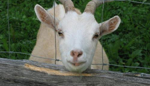 Ferienhof-Fink-Ferienwohnung-Sonnenblume - Foto 2
