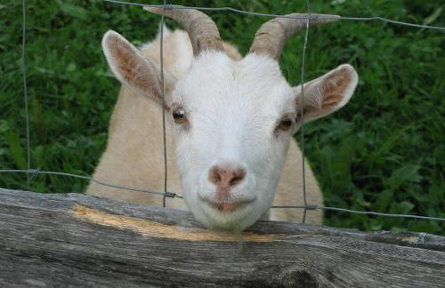 Ferienhof-Fink-Ferienwohnung-Sonnenblume - Foto 2