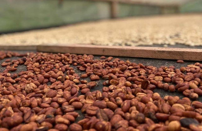 Visite de la plantation de café d'El Ocaso - Photo 5