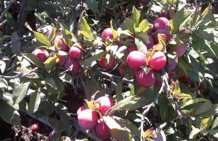 Casa Fátima Valle Gran Rey - Foto 10