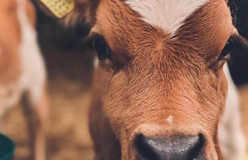 Lower Godney Little House - Foto 18