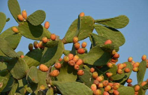 Villa Castiglione - Foto 28