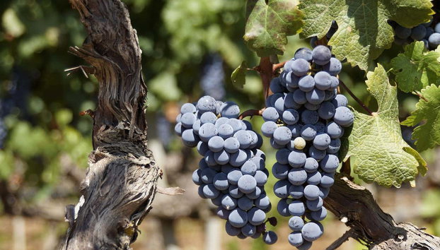 Visita a las bodegas Silvano García - Foto 5, Viñedos de las bodegas