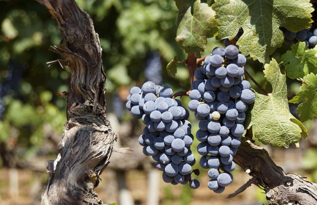 Visita a las bodegas Silvano García - Foto 5