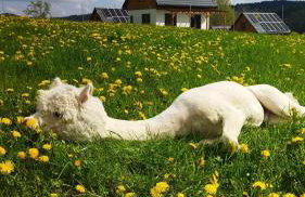 Pastelova Krova - domki w Bieszczadach - Foto 54