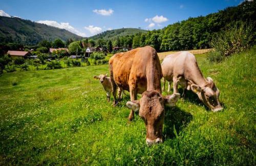 Eggert Alm Apartments - Foto 3